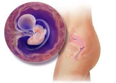 孕妇子宫内正在发育中的胎儿震撼照片