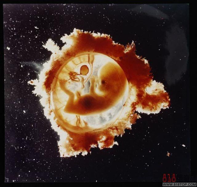 精子卵子相遇 实拍胎儿生命形成全过程