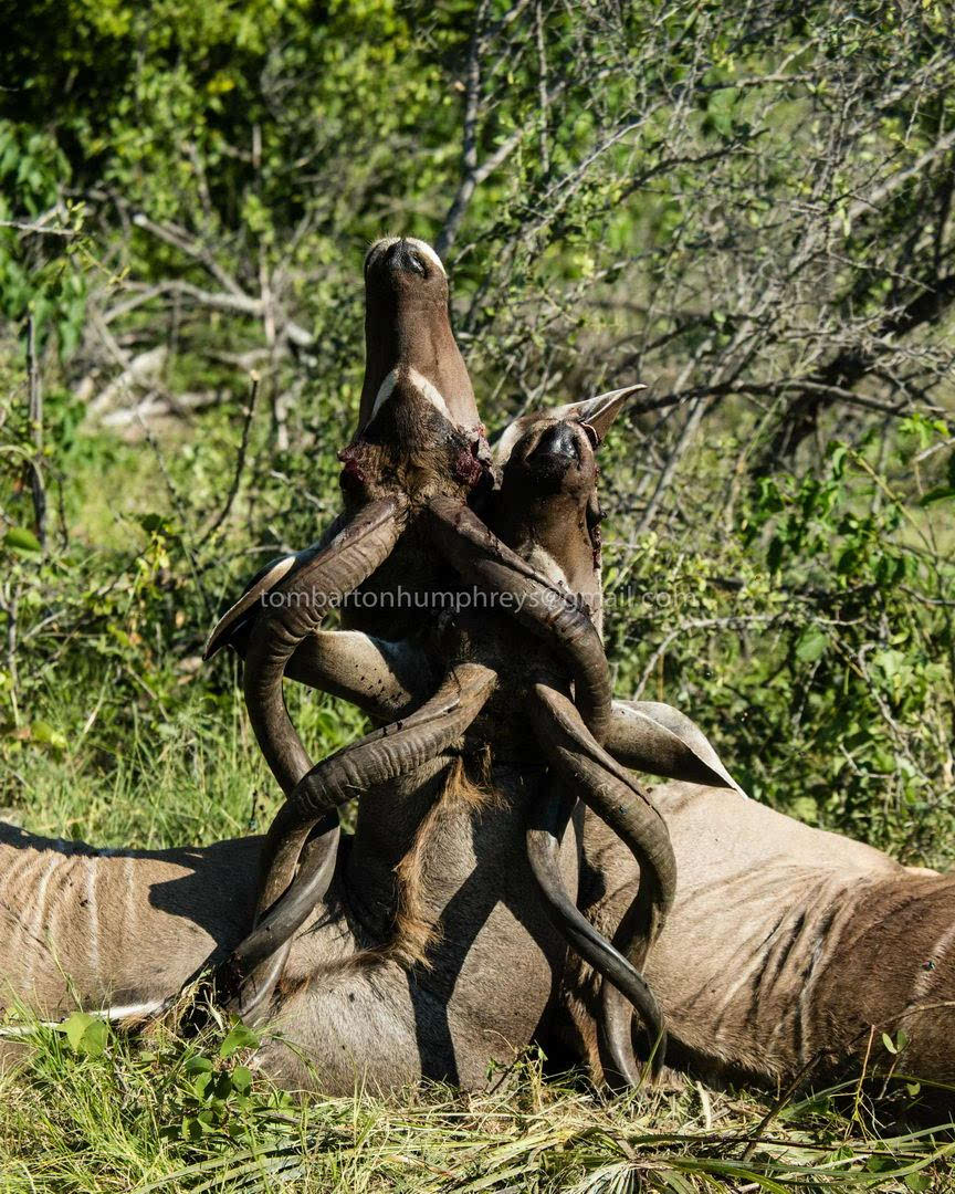 太残忍 发情期的两雄非洲羚羊为博的与雌性交欢揉搓拼杀悲惨战死-搜狐