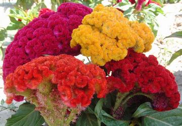 怎么合理摆放风水植物来增加考试运气?