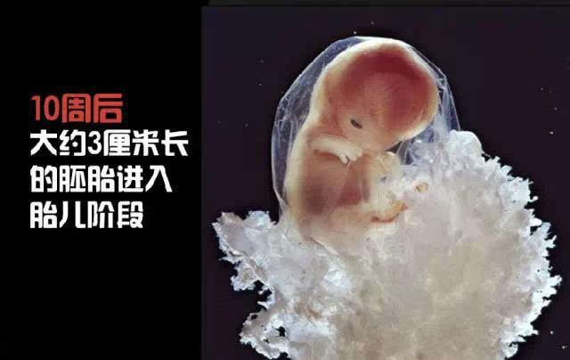 图解人类从受精到出生的全过程,看看你怎么来