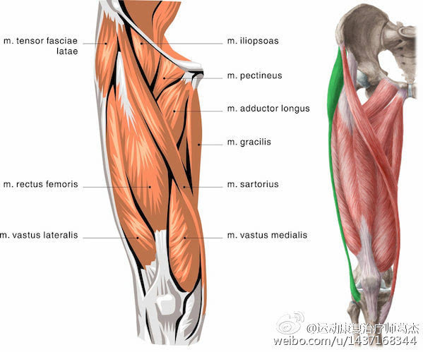 股四头肌等长收缩练习