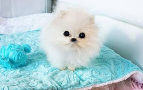 世界上最小的狗狗 价值约8万元