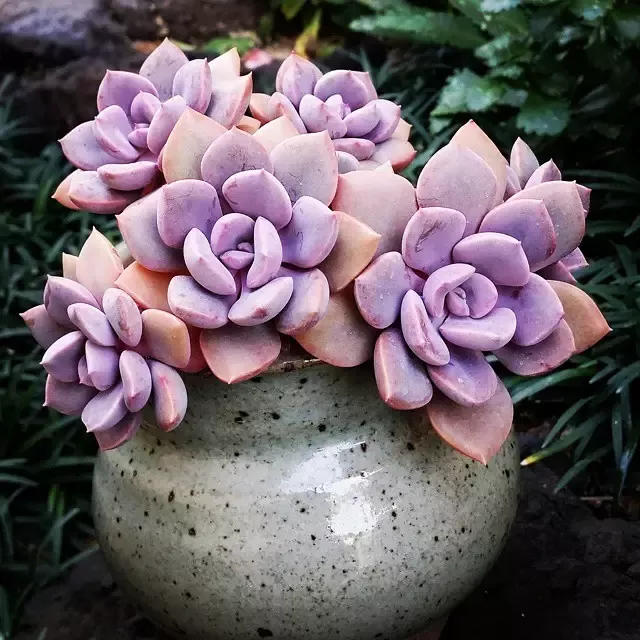 那景天科植物什么是释放氧气 晚上气孔打开,可