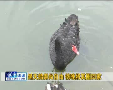 十二只黑天鹅落户长春雕塑公园 畅游摩尔湖