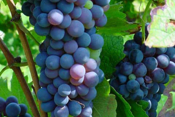 意大利葡萄酒入门:探索 4 大主要红葡萄品种