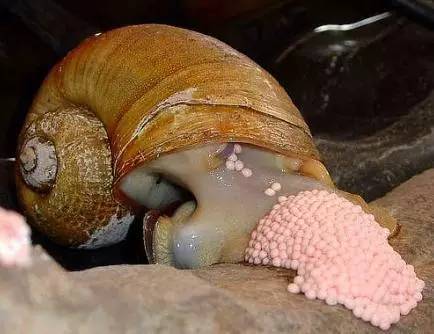 蜗牛的卵