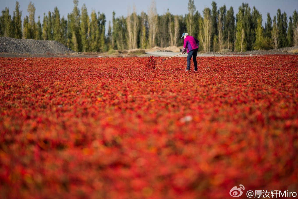 戈壁滩上一抹红:辣椒铺满新疆公路两侧