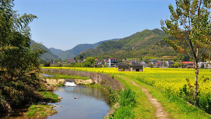 杭城近郊千余亩油菜花田就在富阳洞桥