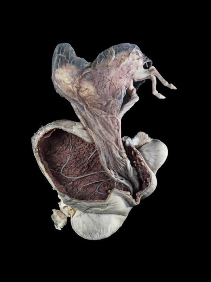 图为马科动物的妊娠子宫,摄影同为迈克尔·弗兰克.