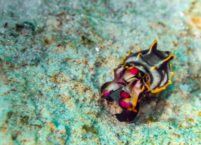 flamboyant cuttlefish 火焰鱿鱼:可能图片并不足以展示它的美,游动的