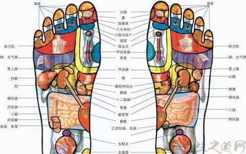 近视眼按摩治疗穴位图:脚趾按摩治近视 1,揉搓脚拇趾第一节底部肉球