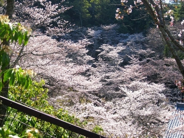 日本三月樱花比较偏门的观赏地点有哪些?