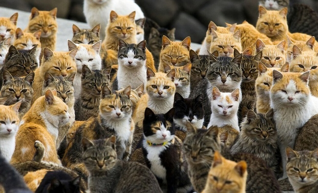 喵星人在日本猫岛的生活幸福吗?