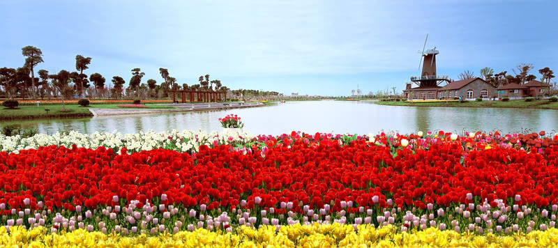 上海鲜花港_上海鲜花港3月21日起开园多种花卉任君赏(2)