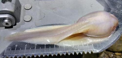 遵义一洞穴内发现14厘米长巨型蝌蚪