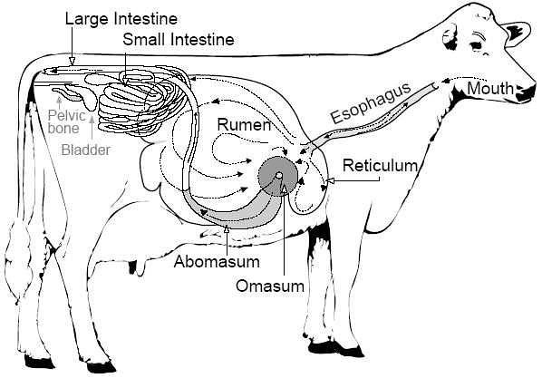 反刍之后,呈液态的食物流入到胃的第三个仓室:重瓣胃(omasum),牛的称