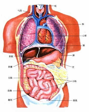 人体内脏结构图 人体五个内脏器官和六个器官的分布图