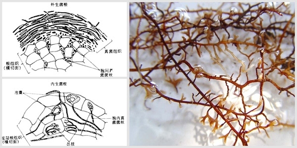 植物可以通过根菌传递信息是真的吗?