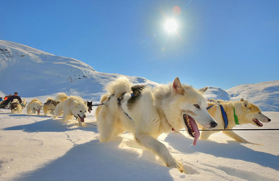 格陵兰塞米力克,一群雪橇犬正在雪地上奔行,舌头上结出了冰柱