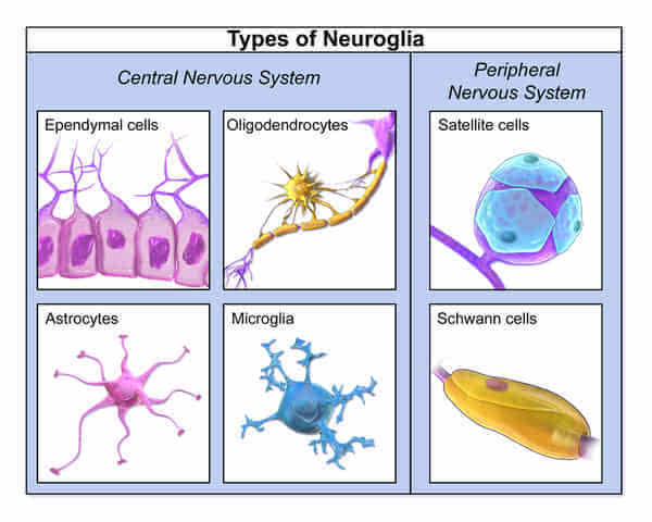 神经元的多少怎么看