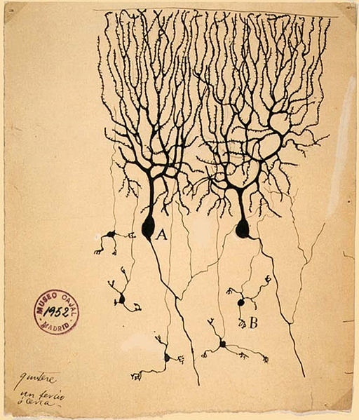神经元的多少怎么看