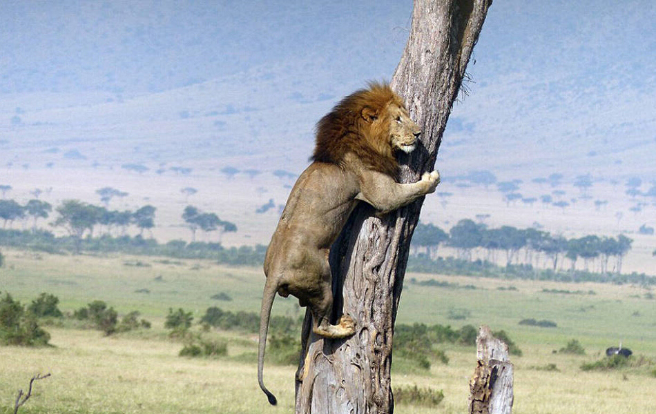 肯尼亚怂狮欲捕杀水牛 反被牛群赶上树