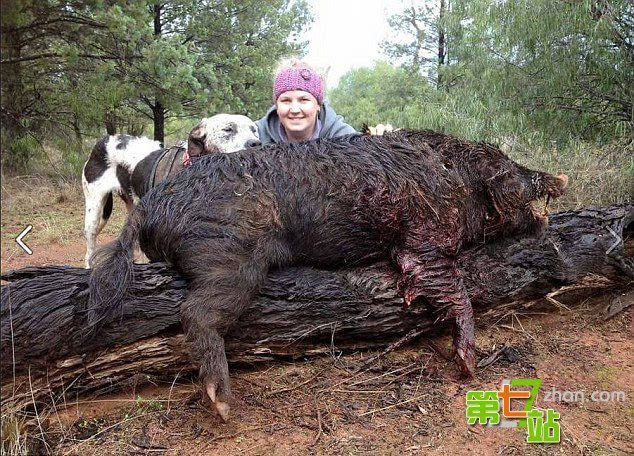 澳大利亚女汉子流行猎杀凶猛野猪