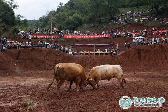 射弩等民族竞技活动,赏彝族苗族歌舞,品当地特色羊汤锅,体验花山节的