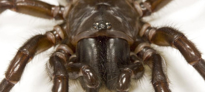 蜘蛛和蜈蚣致命毒液的"前世今生"
