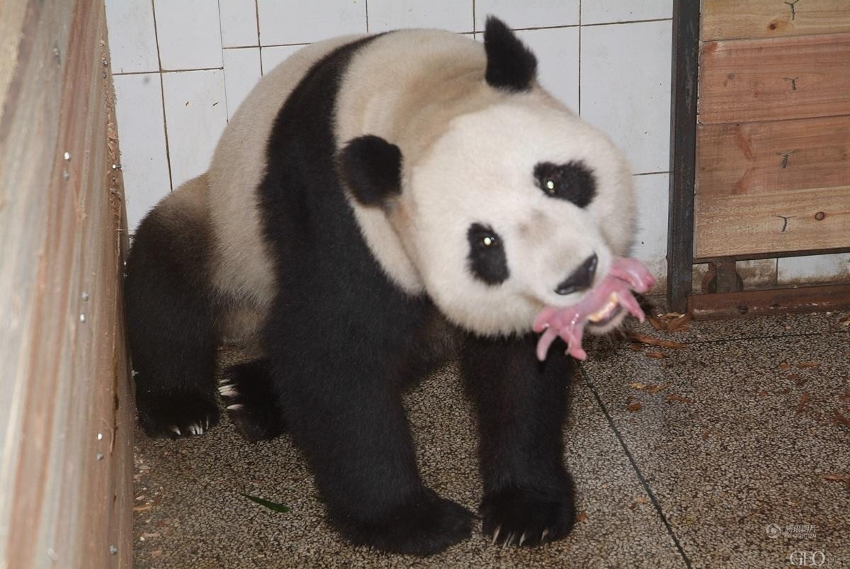 熊猫成长记：国宝刚出生时就长这样