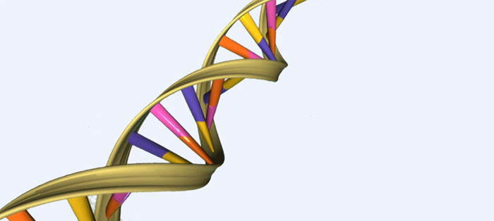 dna新碱基的发现会给生物学界带来怎样的效应呢?_手机搜狐网