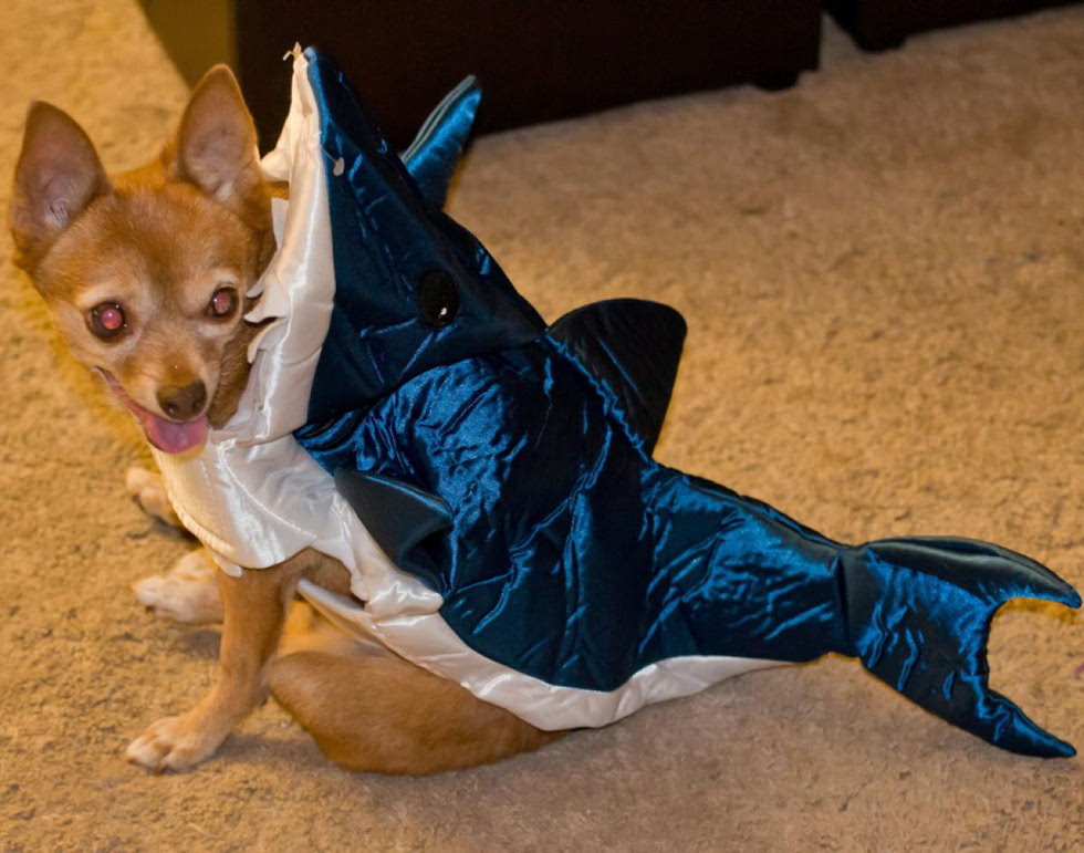 宠物狗穿上闪闪发光的鲨鱼装,变成可爱鲨鱼.