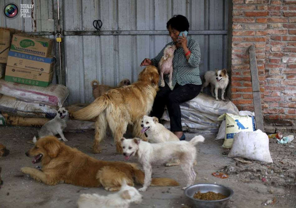 被爱狗人从玉林救出的狗的现状