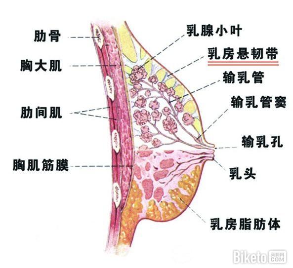 乳房结构示意图