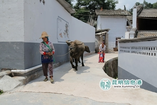 12县区领导晋宁取经美丽乡村建设经验