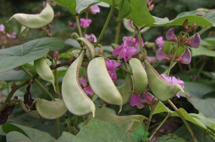 白扁豆图片白扁豆,为一年生缠绕草本植物扁豆的成熟种子.