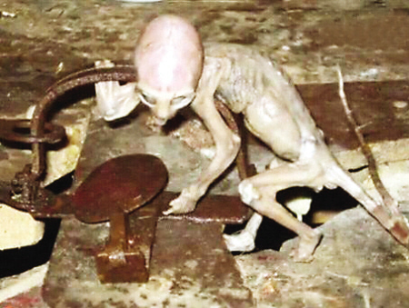 外星人宝宝降临墨西哥农场 4,美国女子用手机拍到去世20年曾祖母鬼魂