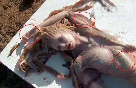 人鱼尸体惊现澳洲海滩 美人鱼竟然真的存在?