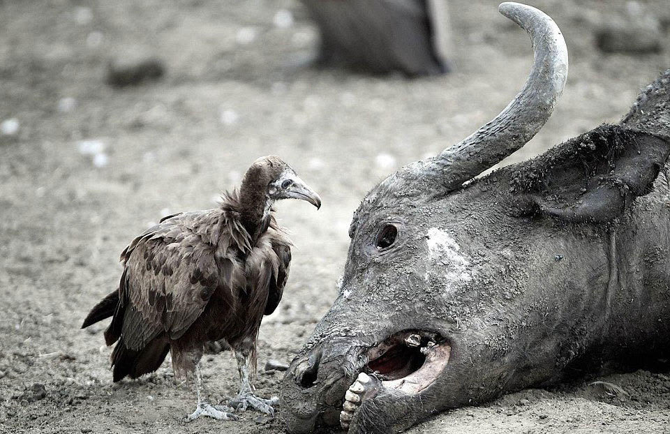 英国摄影师记录非洲野生动物生存惨境.