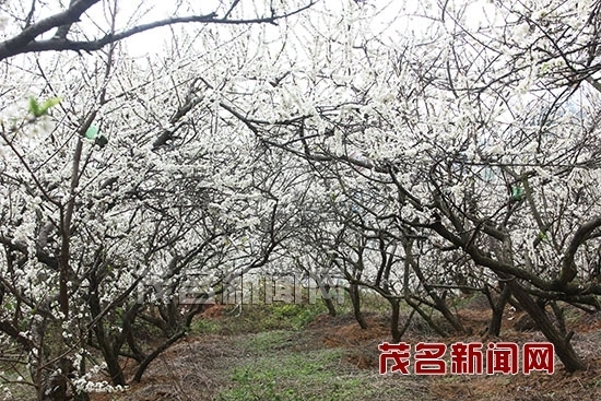 信宜钱排满山李花盛开 白花绽放如雪景