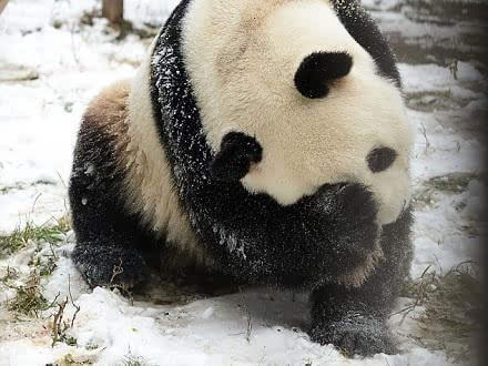 武汉大熊猫雪中跳舞 胖胖身姿也是萌呆了!