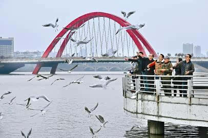 旌湖边上的彩虹桥附近的观景台,成为德阳市民与红嘴鸥同乐的好地方.