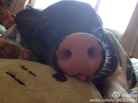 北京姑娘养170斤宠物猪 和猪同被窝睡
