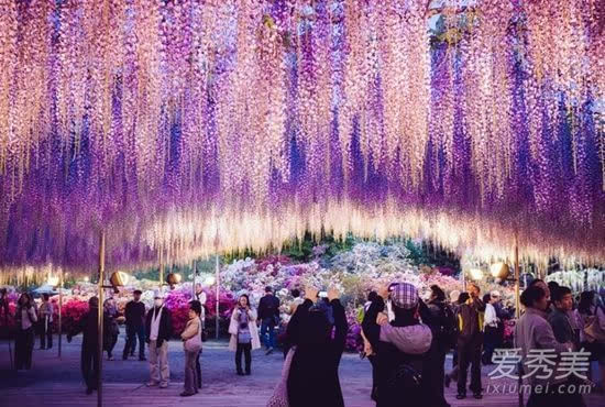 144岁紫藤树花开 美如《阿凡达》灵魂树