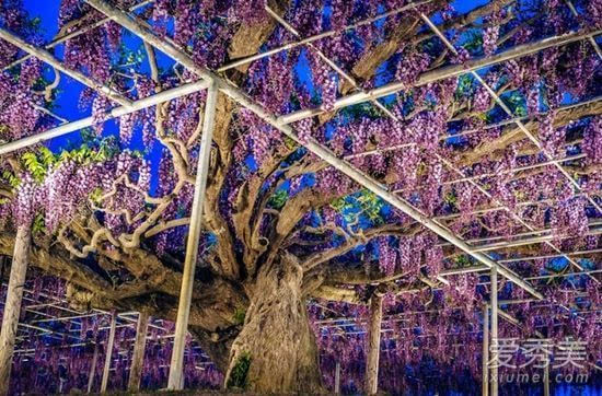 144岁紫藤树花开 美如《阿凡达》灵魂树