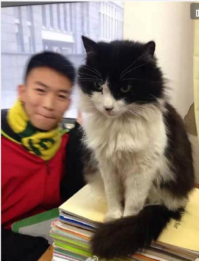 [昆明萌猫咪 昆一中“学霸猫”]-搜狐