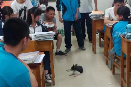 [昆明萌猫咪 昆一中“学霸猫”]-搜狐