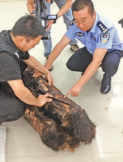 云南或存在野生大熊猫种群 国家林业局开展调查