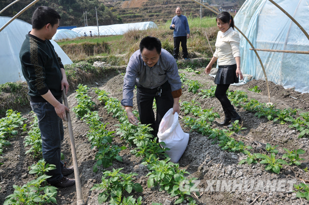 图为乡土技术农民在指导村民进行夏季农作物施肥.